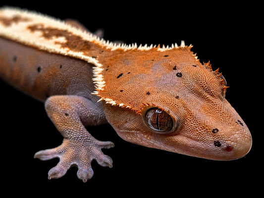 Highway Flame Dalmatian Male