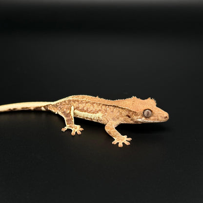 Brindle Phantom Lilly White 100% Het Axanthic