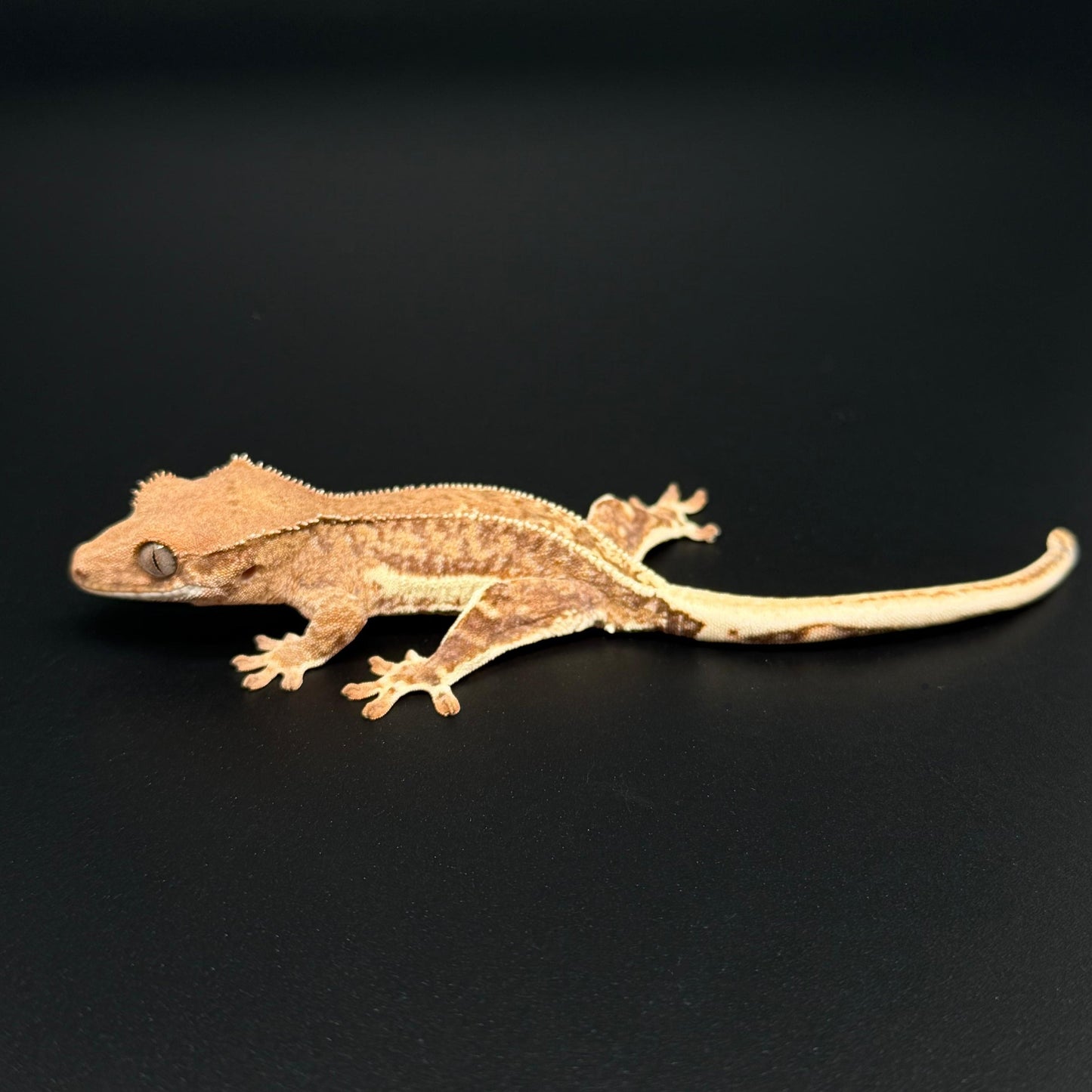 Brindle Phantom Lilly White 100% Het Axanthic