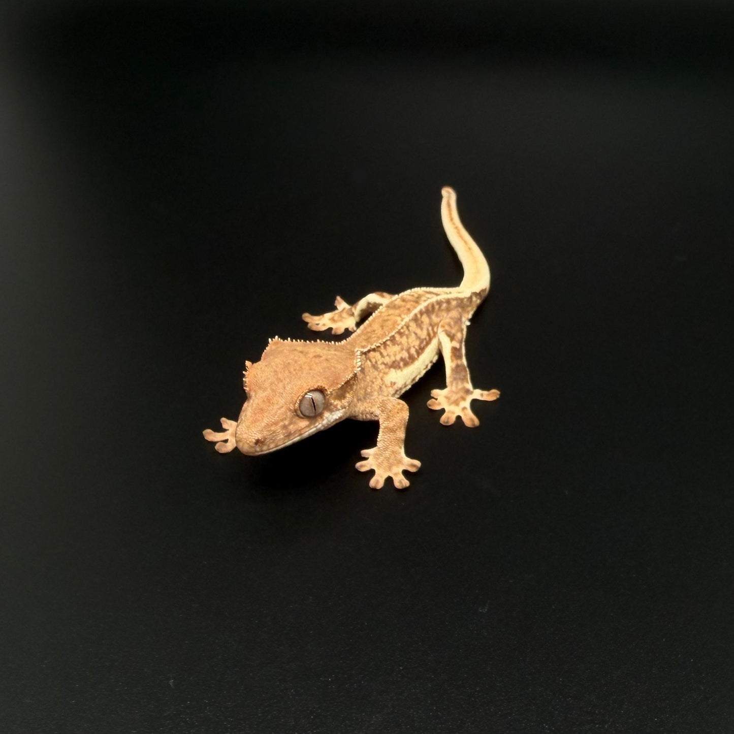 Brindle Phantom Lilly White 100% Het Axanthic