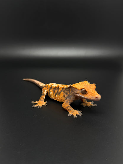 EXTREME Orange Harlequin Male Crested Gecko