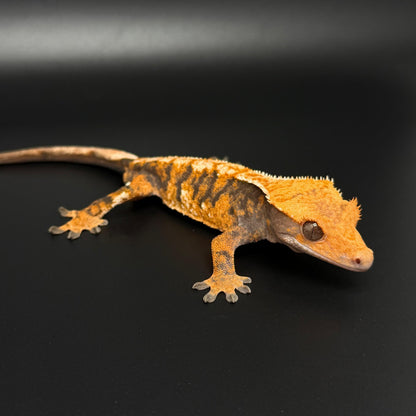 EXTREME Orange Harlequin Male Crested Gecko