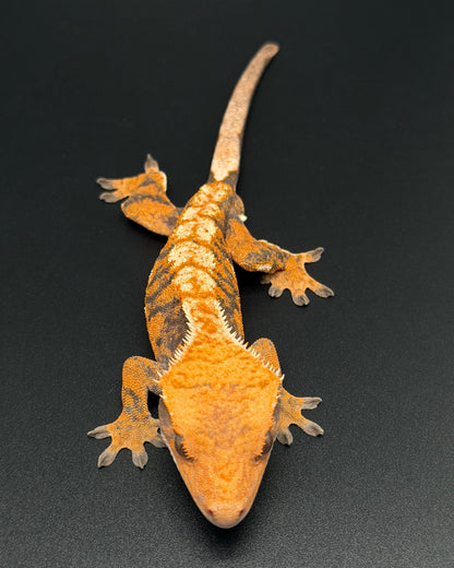 EXTREME Orange Harlequin Male Crested Gecko