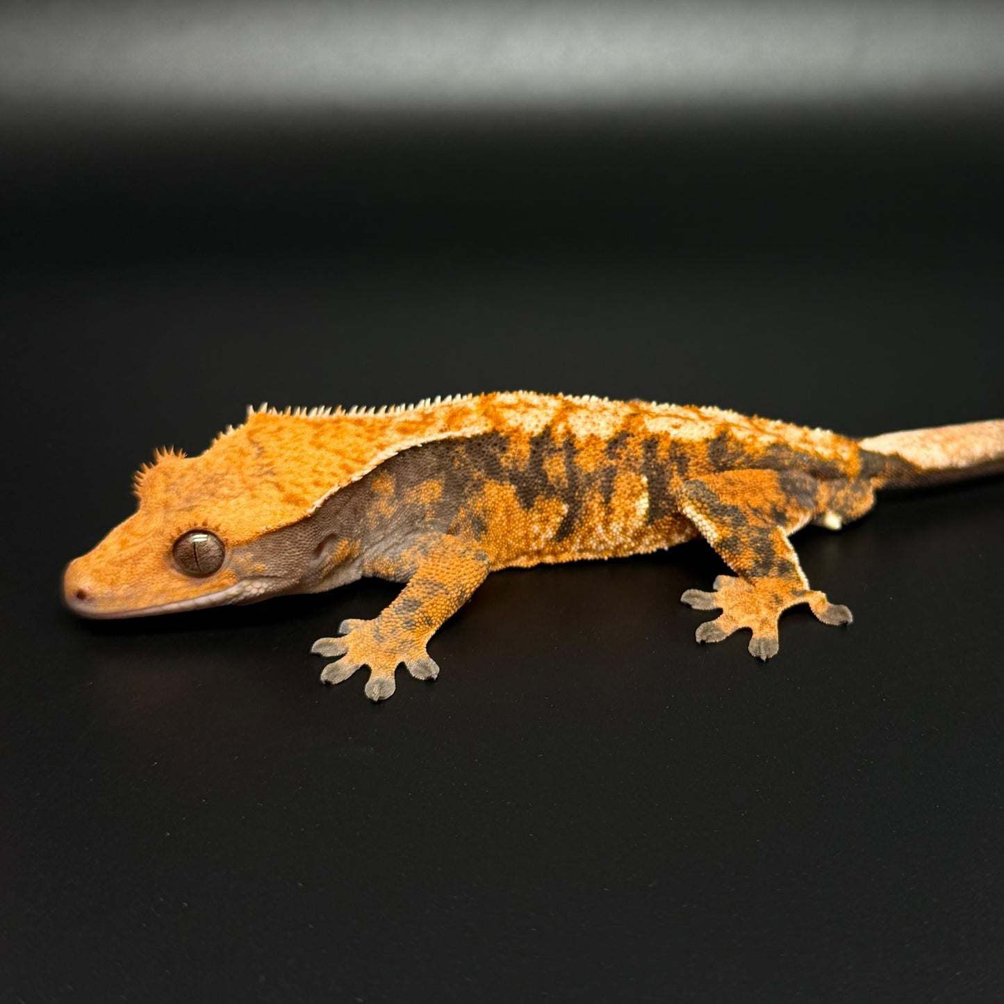 EXTREME Orange Harlequin Male Crested Gecko