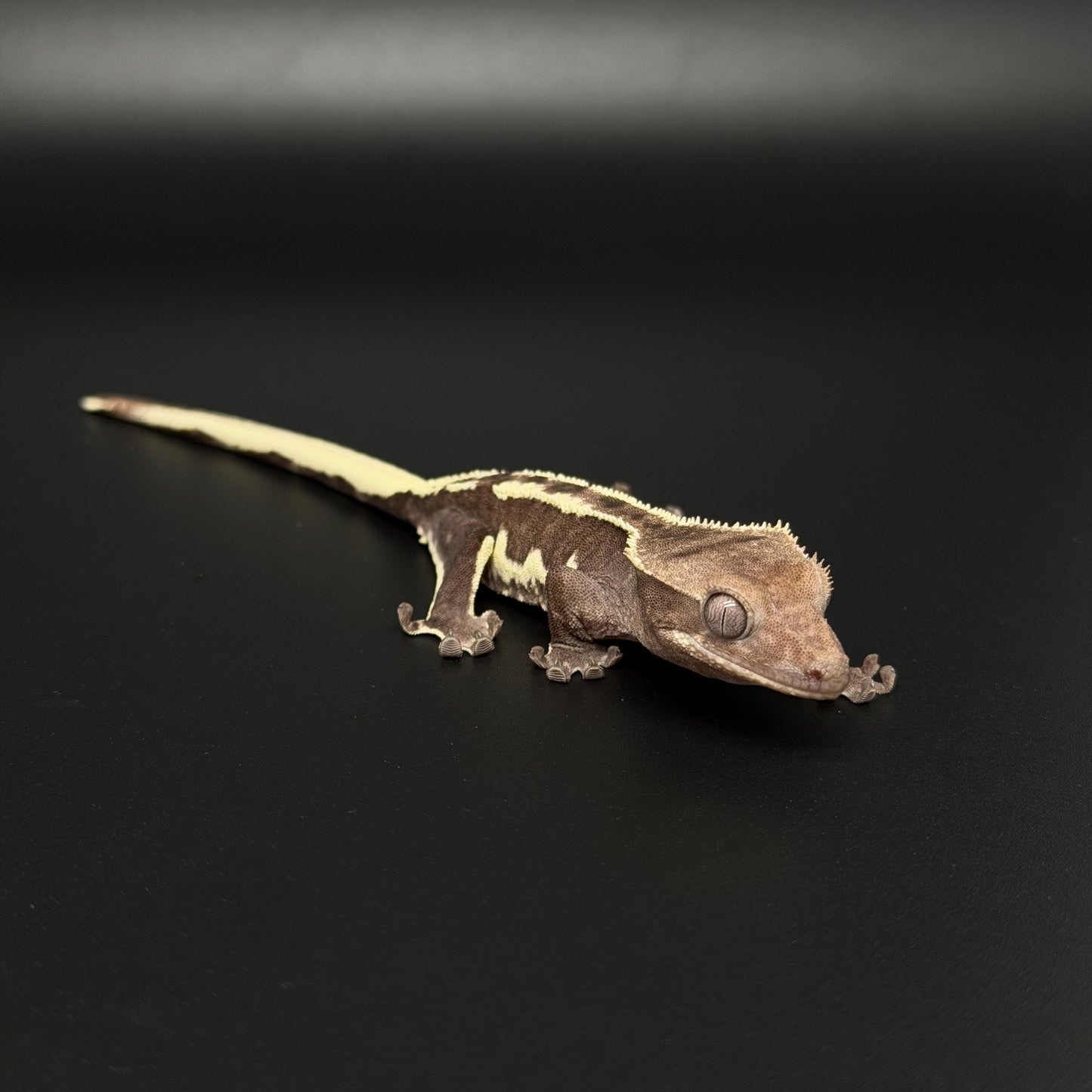 "Funky Monk" Axanthic Lilly White Pos Frappuccino