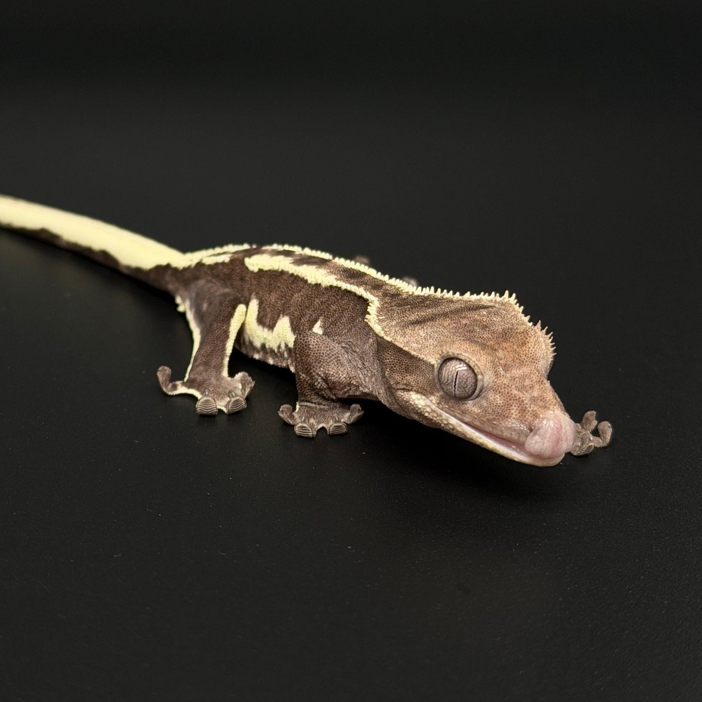 "Funky Monk" Axanthic Lilly White Pos Frappuccino