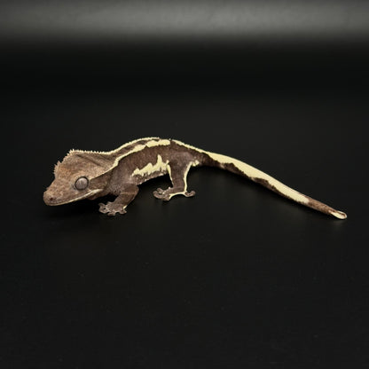 "Funky Monk" Axanthic Lilly White Pos Frappuccino