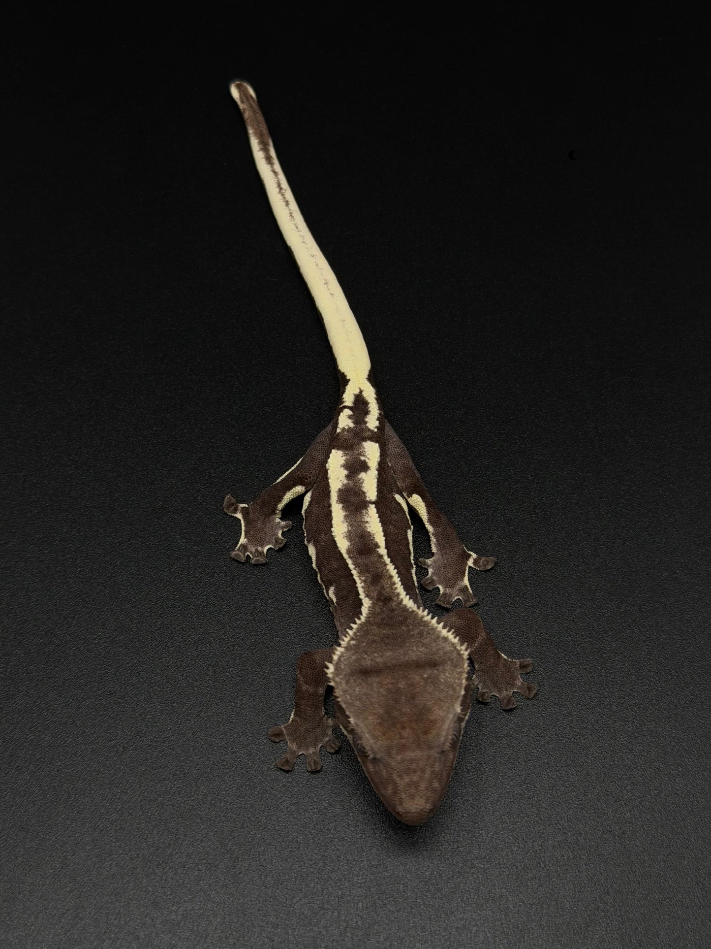 "Funky Monk" Axanthic Lilly White Pos Frappuccino