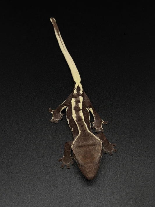 "Funky Monk" Axanthic Lilly White Pos Frappuccino