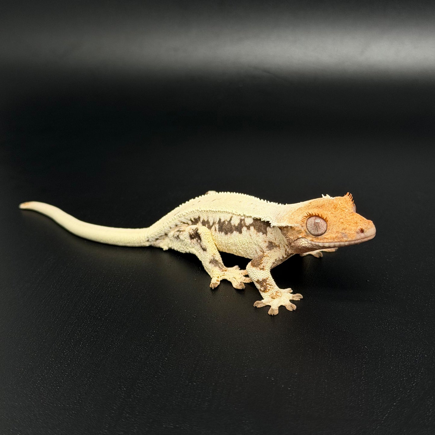 High White Full Dorsal Lilly White Female