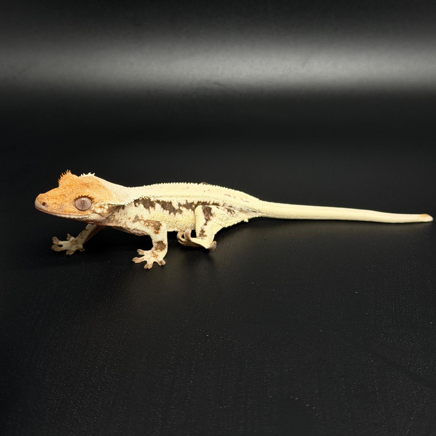 High White Full Dorsal Lilly White Female