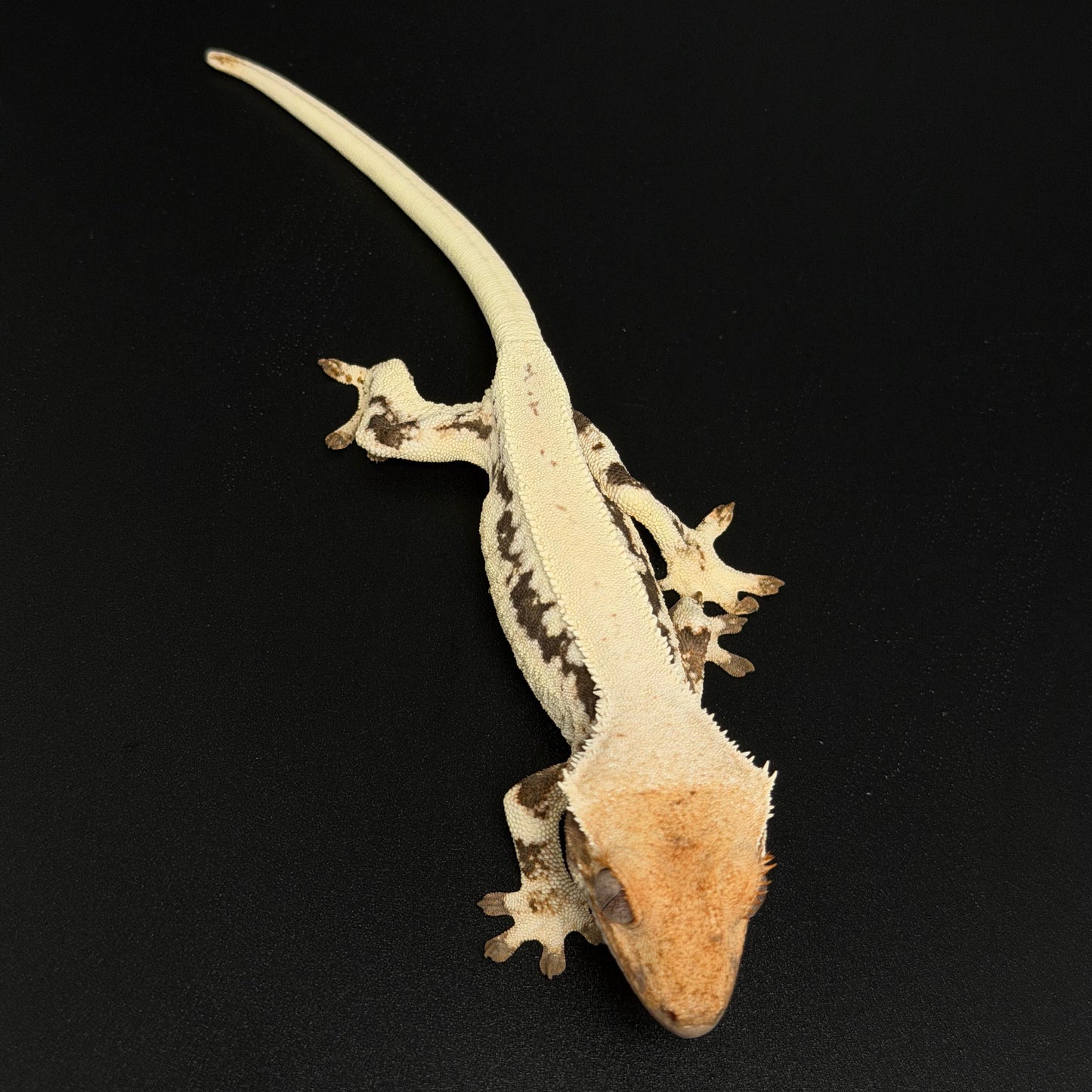 High White Full Dorsal Lilly White Female