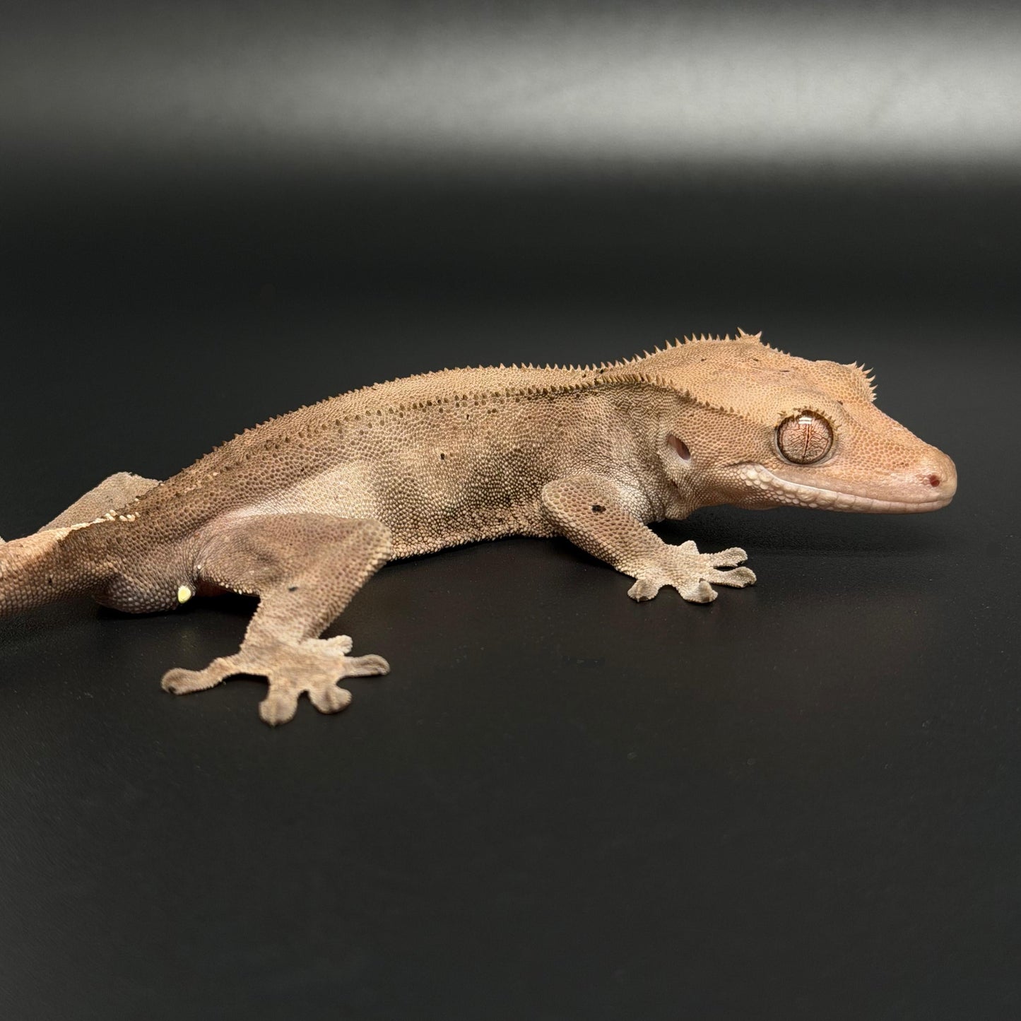 Phantom Cappuccino Male Crested Gecko