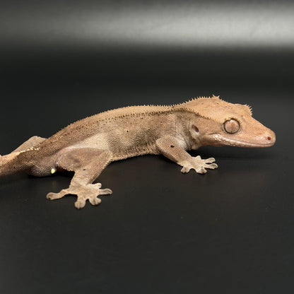Phantom Cappuccino Male Crested Gecko