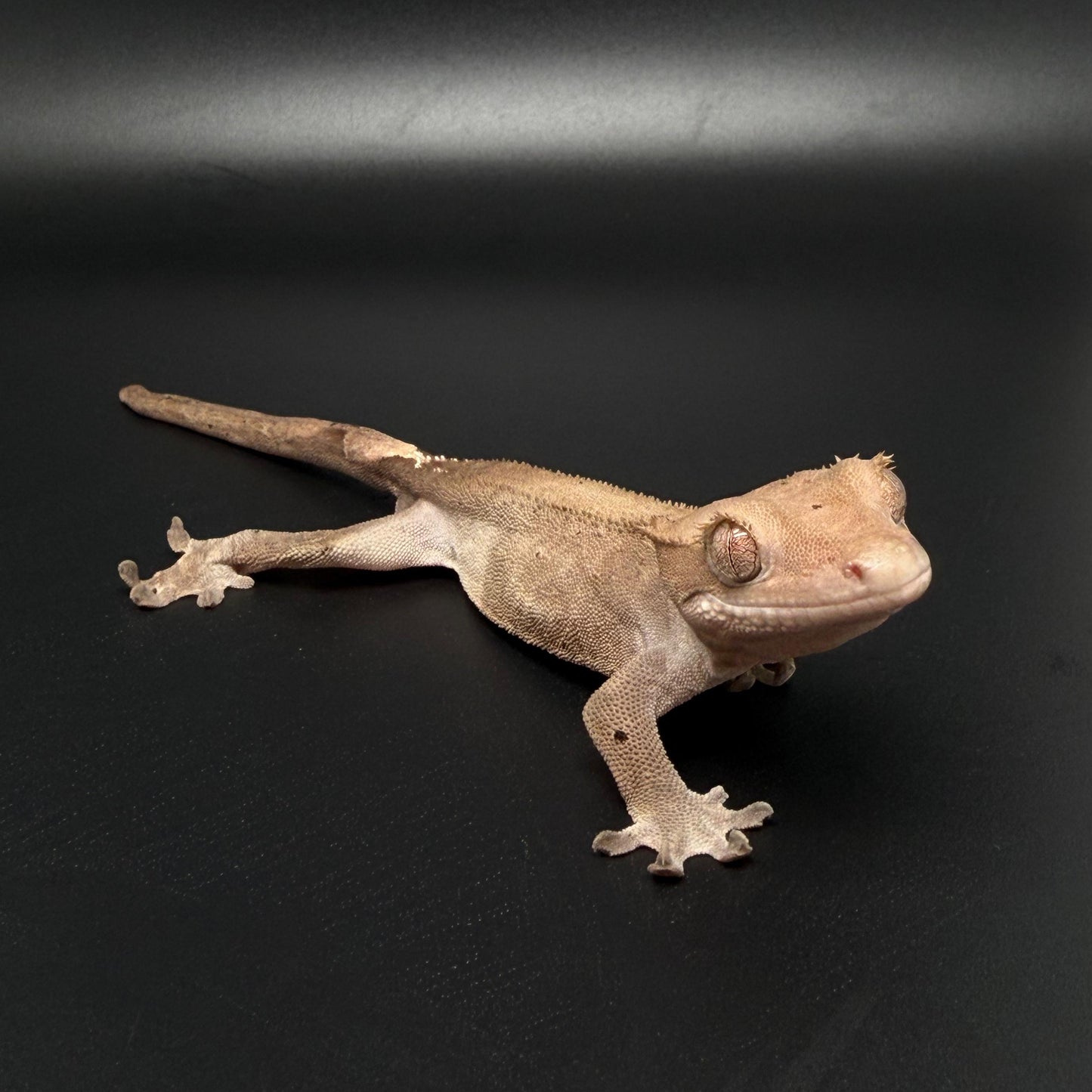 Phantom Cappuccino Male Crested Gecko