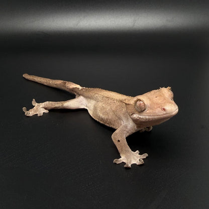 Phantom Cappuccino Male Crested Gecko