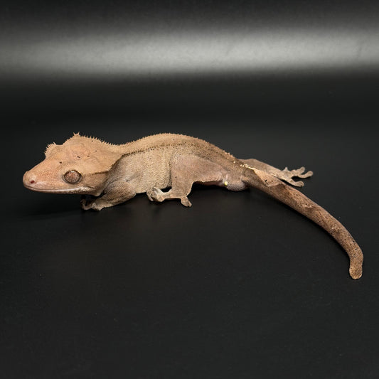 Phantom Cappuccino Male Crested Gecko