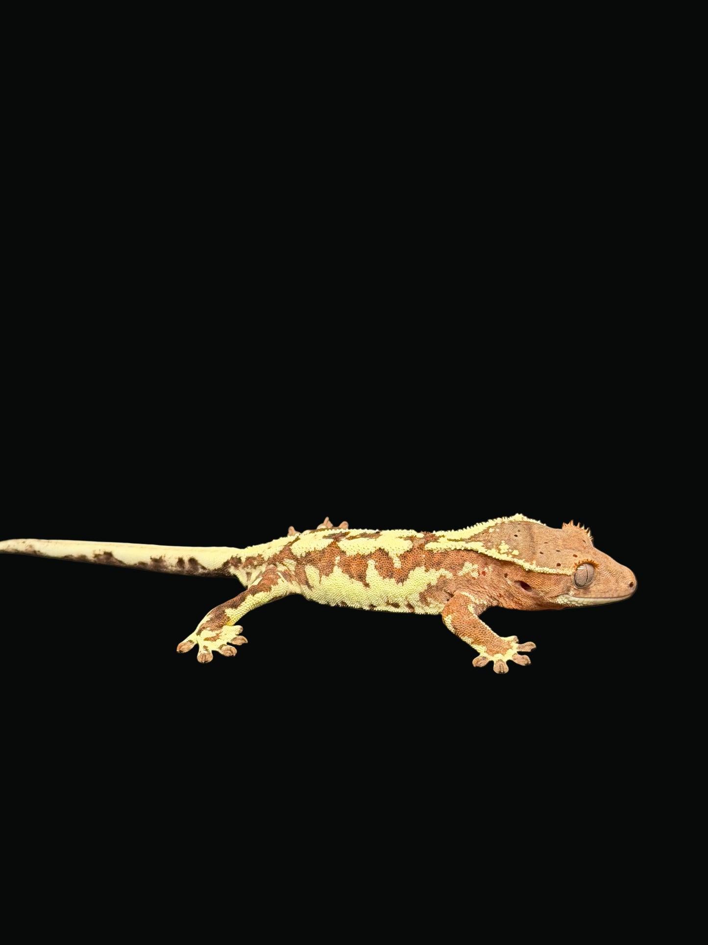 "INSANITY" Orange Frappuccino