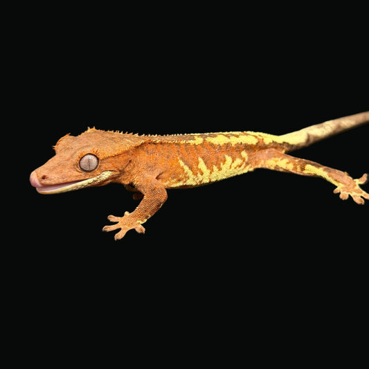 "Banksy" Orange Frappuccino