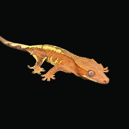 "Banksy" Orange Frappuccino