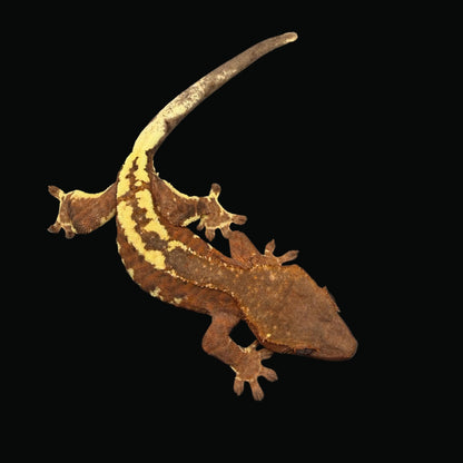 "Banksy" Orange Frappuccino