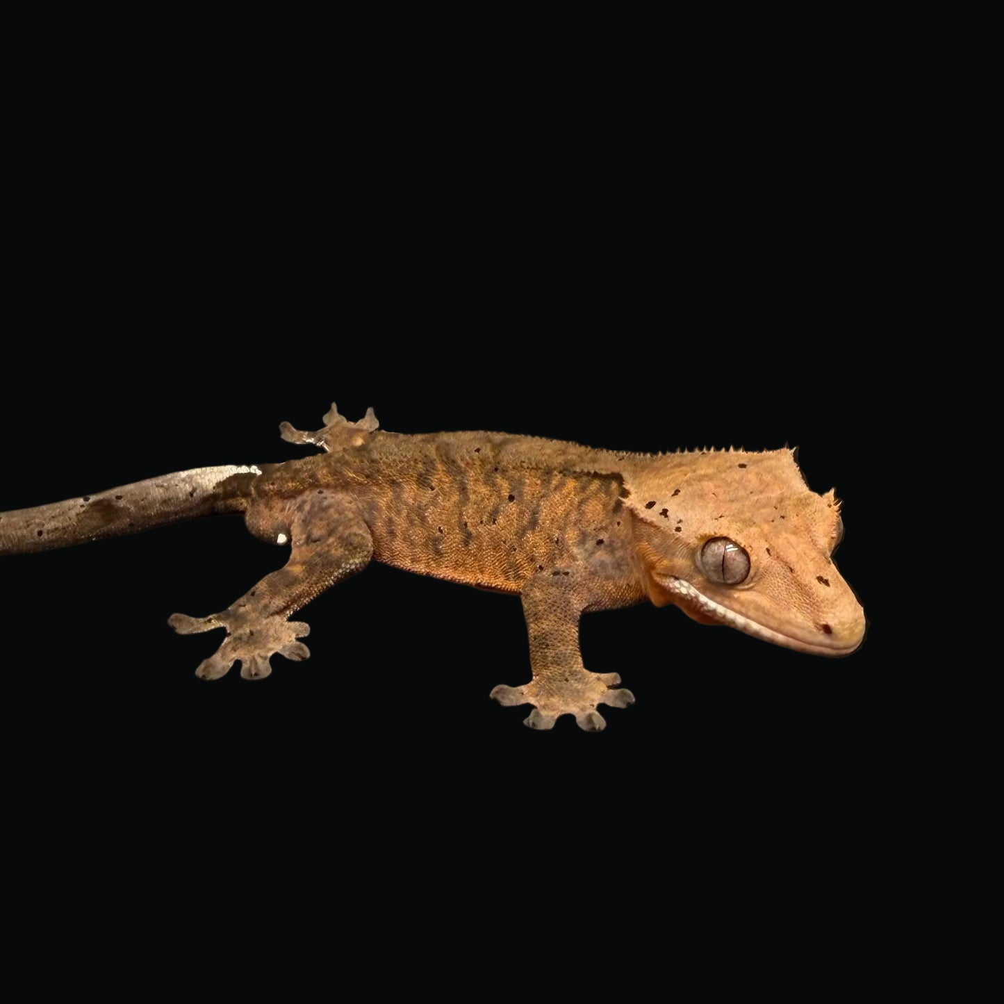 Orange Tiger Cappuccino Dalmatian Male