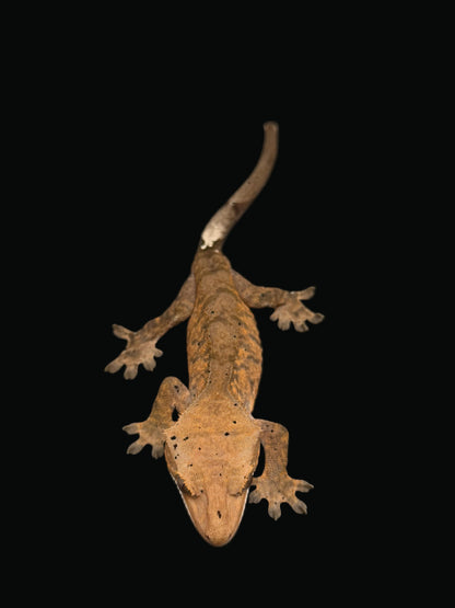 Orange Tiger Cappuccino Dalmatian Male