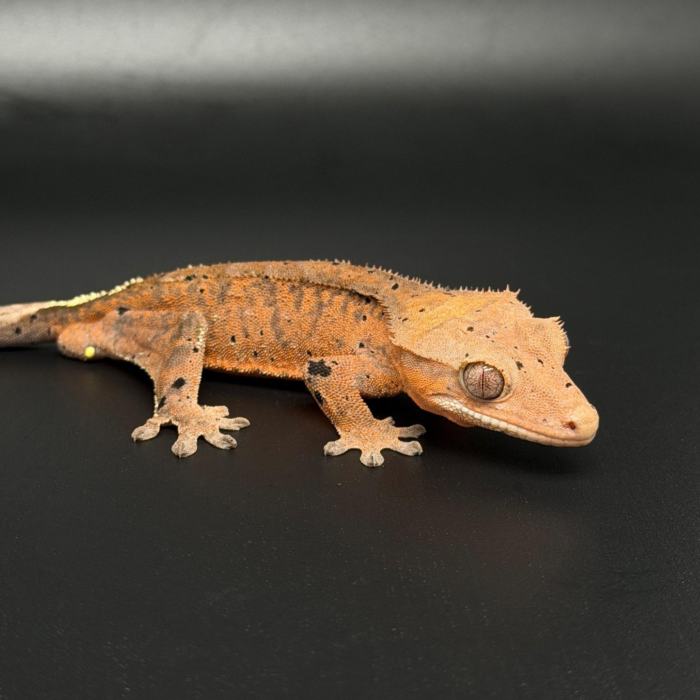 Orange Tiger Cappuccino Dalmatian Male