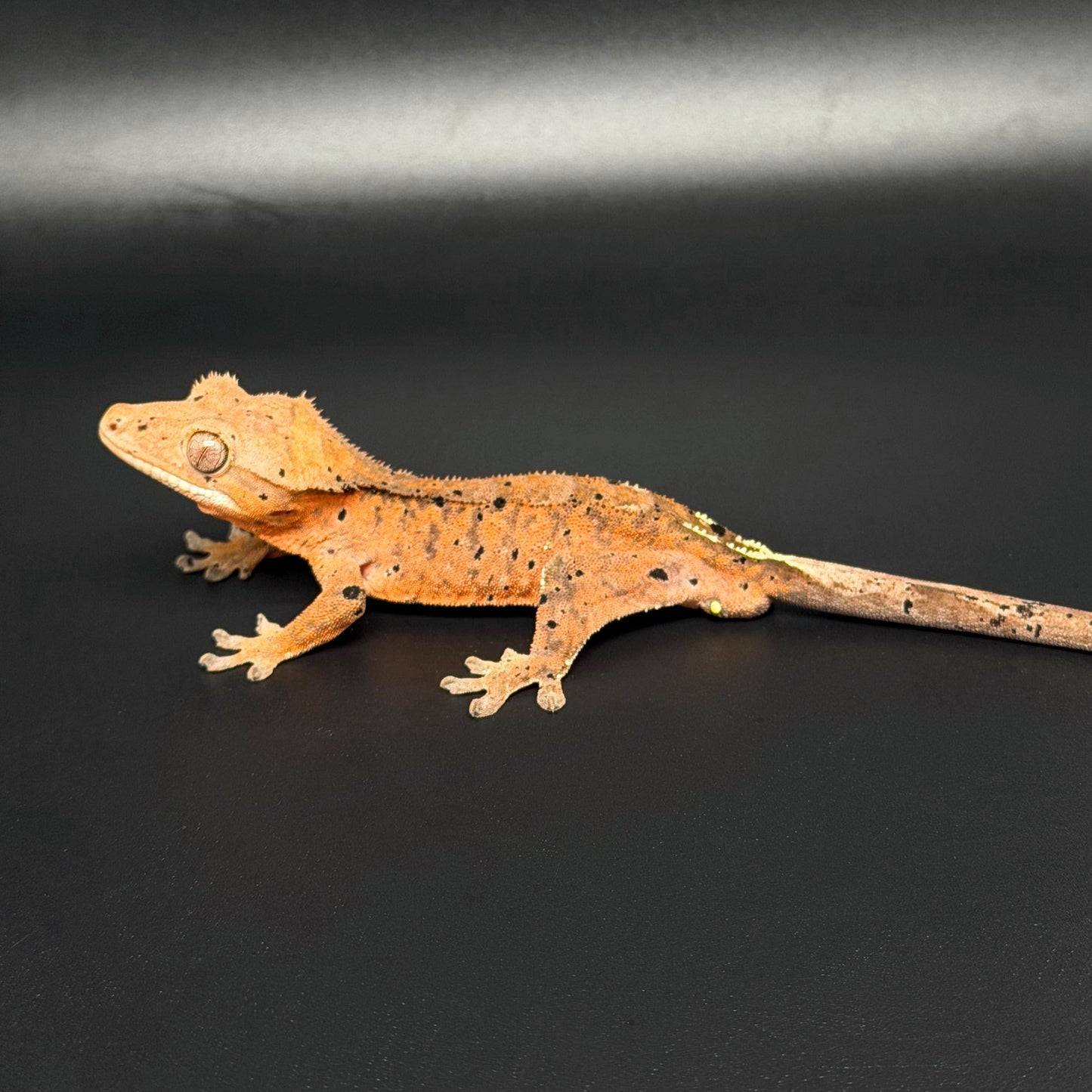 Orange Tiger Cappuccino Dalmatian Male