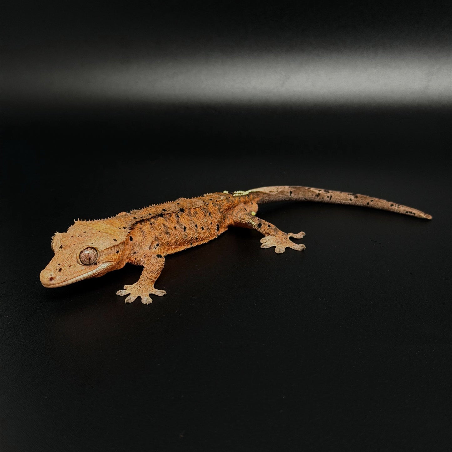 Orange Tiger Cappuccino Dalmatian Male