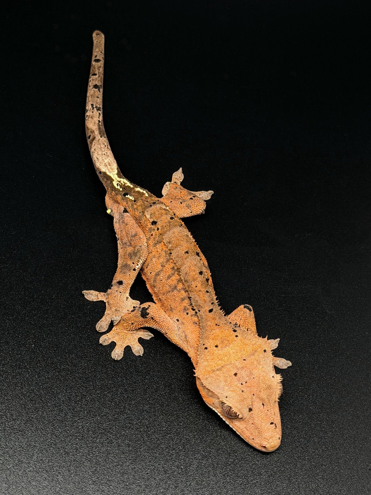 Orange Tiger Cappuccino Dalmatian Male