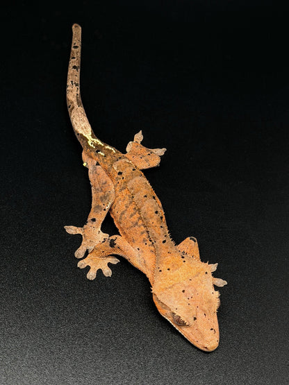 Orange Tiger Cappuccino Dalmatian Male