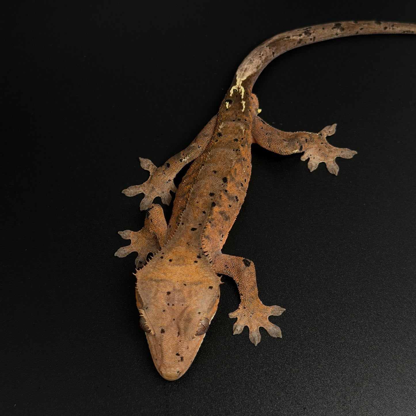 Orange Tiger Cappuccino Dalmatian Male