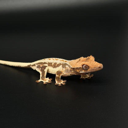 Drippy Lilly White Baby Crested Gecko