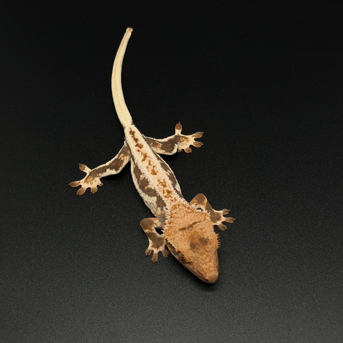 Drippy Lilly White Baby Crested Gecko