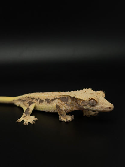 High White Lilly White Female