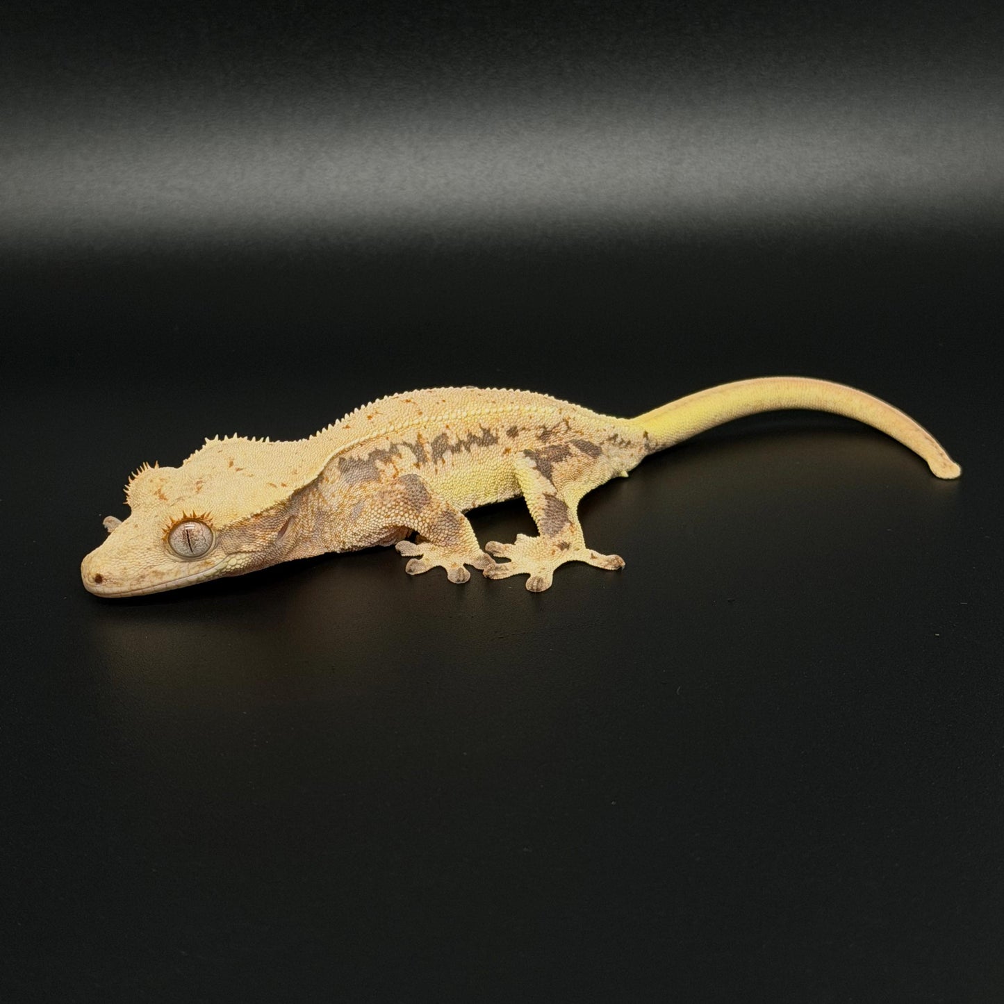 High White Lilly White Female