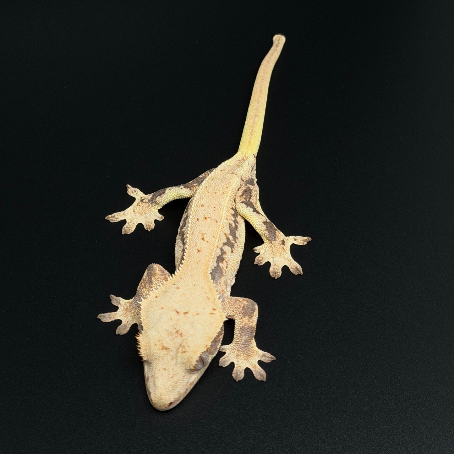 High White Lilly White Female