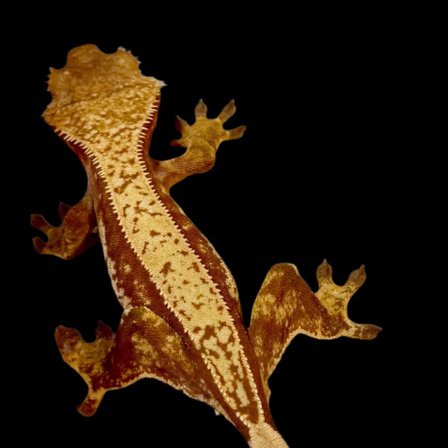 Red Pinstripe Crested Gecko Female