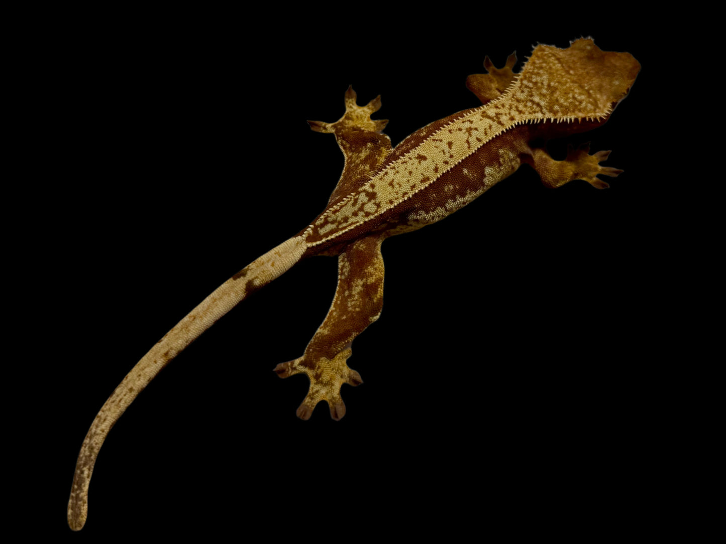 Red Pinstripe Crested Gecko Female