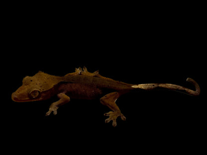 Red Spotted Mardi Gras Crested Gecko Baby Female