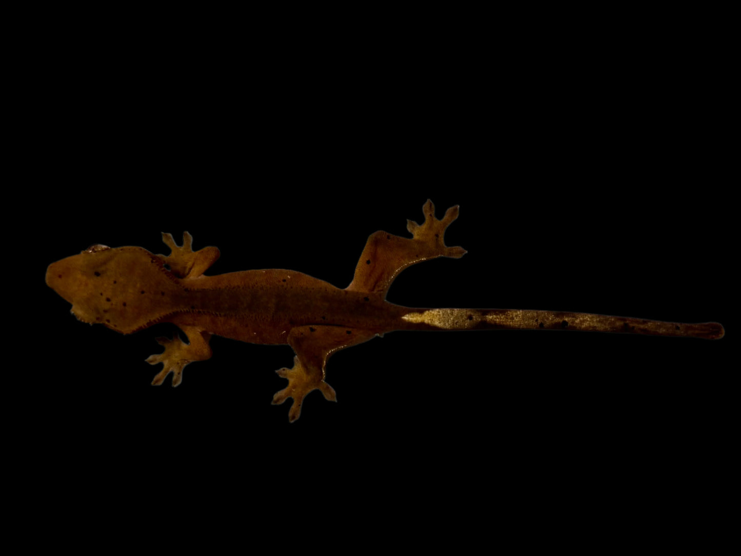 Red Spotted Mardi Gras Crested Gecko Baby Female