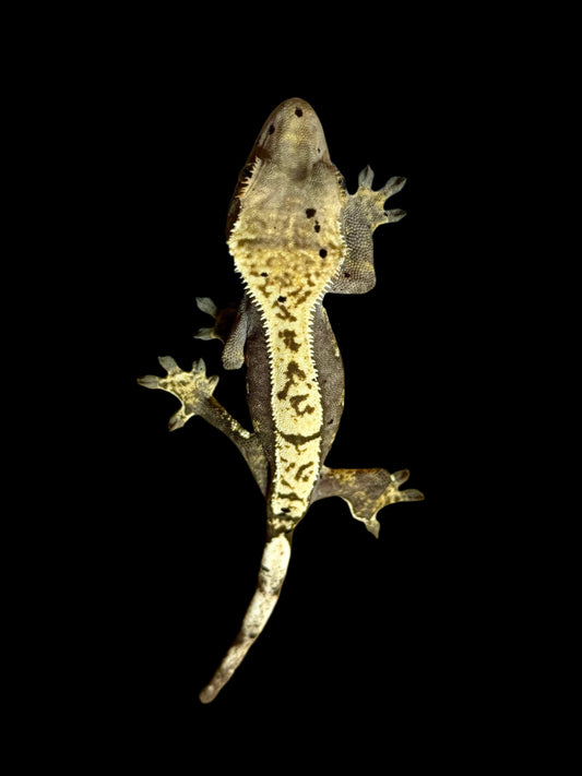 Harlequin Dal Crested Gecko Female