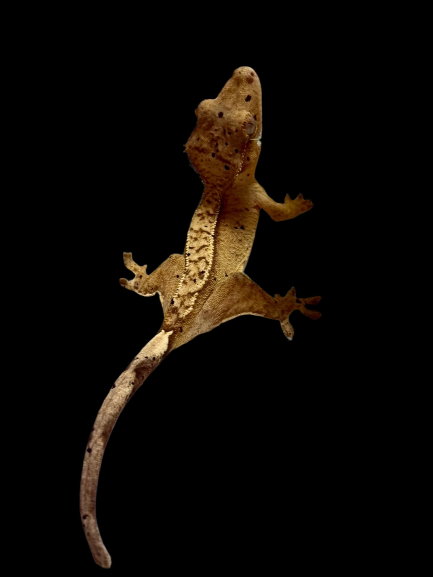 Lemon Harlequin Dal Crested Gecko