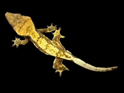 Red Snowflake Crested Gecko Male