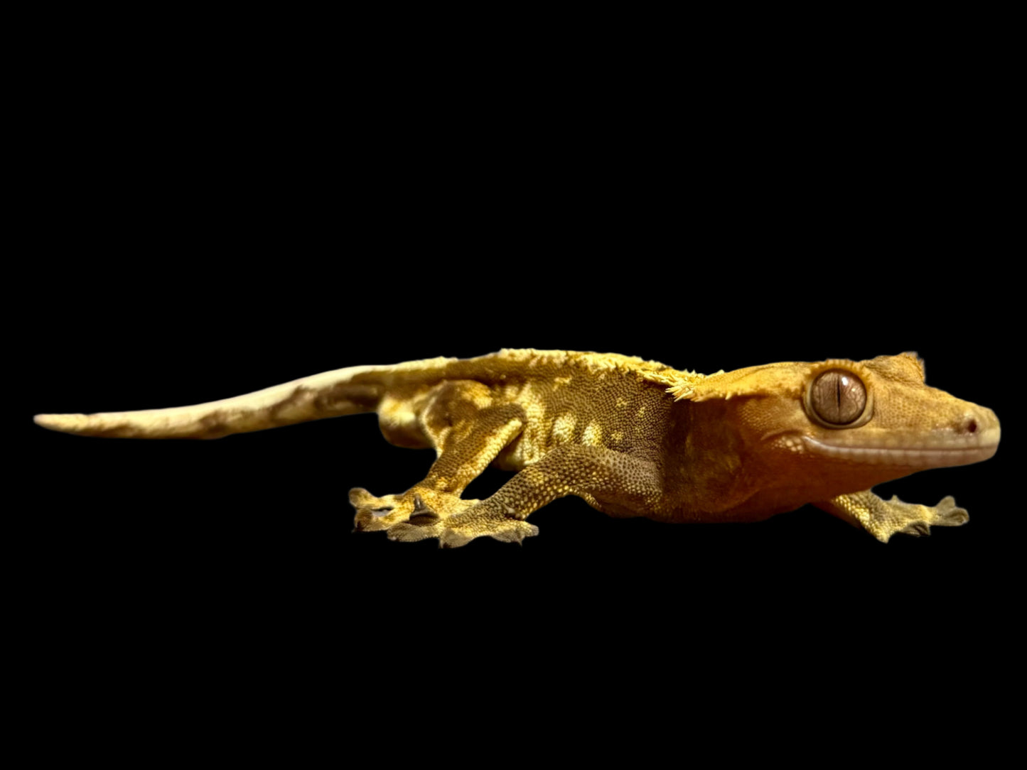 Red Snowflake Crested Gecko Male