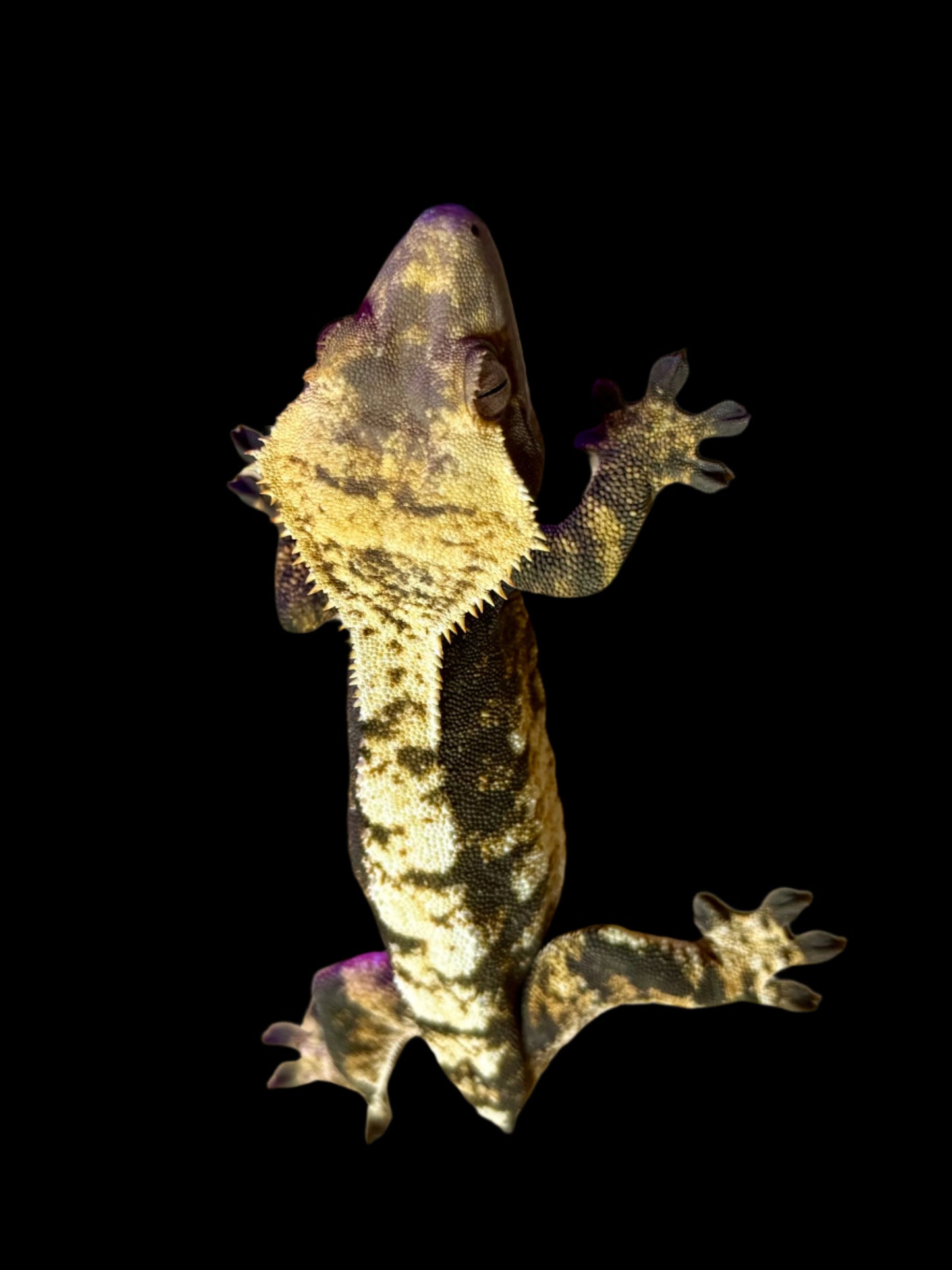 Extreme Harlequin Crested Gecko Female