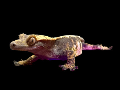 Extreme Harlequin Crested Gecko Female