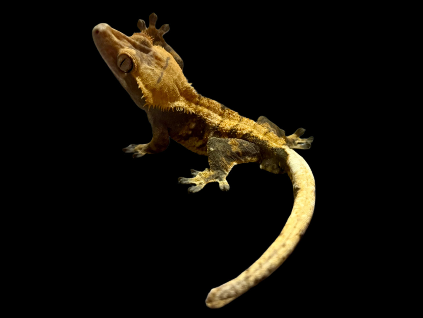 Furry Tangerine Crested Gecko Male