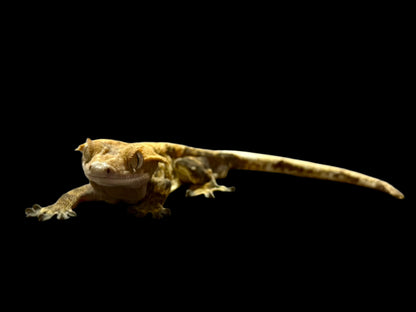 Furry Tangerine Crested Gecko Male